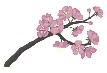 Sakura blooming twig doodle. Spring time tree branch clipart. Cartoon vector illustration isolated on white background.