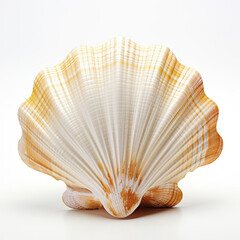 Seashell on White Background - Beautiful Ocean Treasure, Natural Beauty, Simple and Elegant