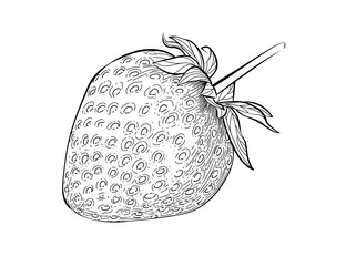 Strawberry berry outline hand drawn style sweet food with leaves vector illustration isolated on white background