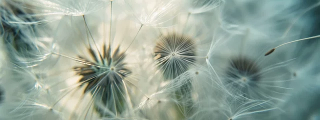 Dandelion seed head dispersing seeds into the wind natural background © dvoevnore
