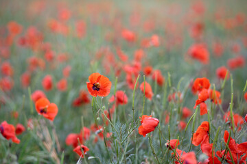 Red poppies in the field. Rainy weather, flowers with drops of water. Blurred background