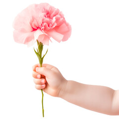 Baby hand holding a single stem carnation flower on a transparent background.