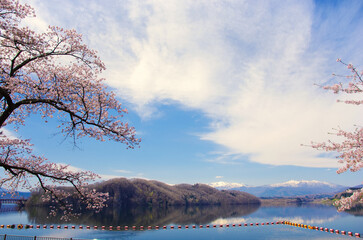 桜と釜房湖（釜房ダム）【宮城県川崎町】