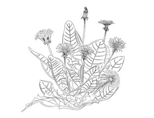 Dandelion flower bush hand drawn sketch for drawing book vector illustration isolated on white background