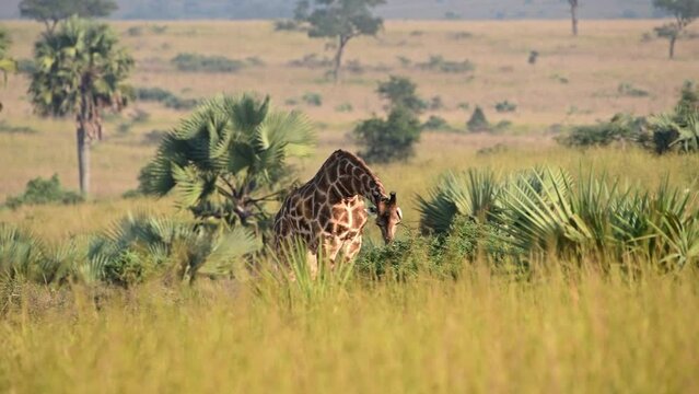 Giraffe foraging.  Murchison Falls National Park. Uganda