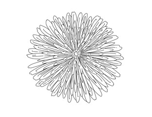 Fototapeta premium Dandelion flower hand drawn sketch for drawing book vector illustration isolated on white background