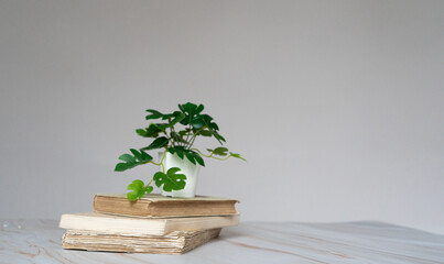 Livres anciens empilées avec une petite plante verte sur le dessus - vieux livres devant un fond...
