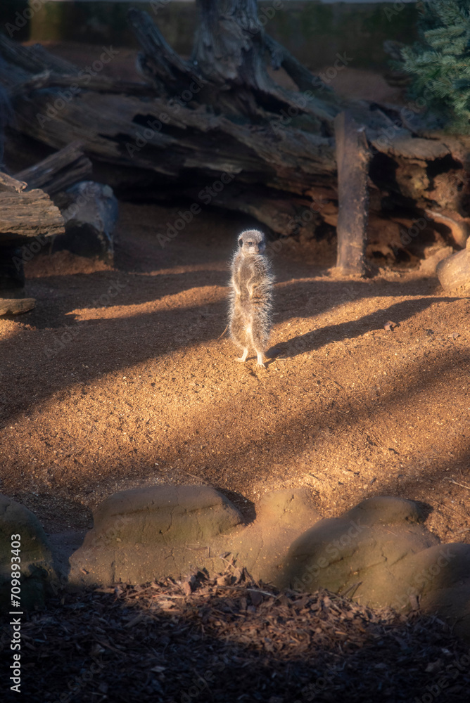 Poster Meerkat at Colchester Zoo