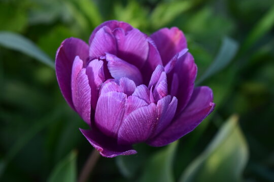 Tulip blue diamond close up. Double flower, unique natural color. Springtime photography. - Powered by Adobe