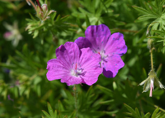 Blood geranium; Geranium; sanguineum