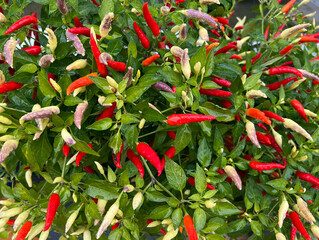 Chili, Capsicum,