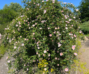 Dog rose, Rosa canina