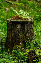 woodland scene featuring an ancient moss-covered stump surrounded by lush ferns