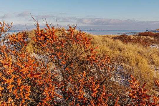 Fr&uuml;chte des Sanddorn (Hippophae rhamnoides, sea-buckthorn) im Winter bei Heiligenhafen, Schleswig-Holstein. Im Hintergunrd D&uuml;nen am Strand der Ostsee.