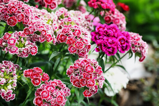 Closeup of multicolored Sweet William, Dianthus barbatus, flowers blooming outdoors. Selective focus on flowers in lower front with extreme shallow depth of field.  Blurred background.