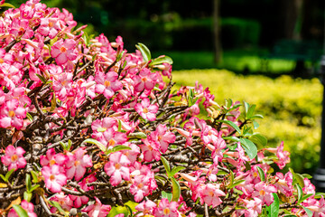 Fototapeta premium Pink flower bonsai, Adenium obesum flowers, or Impala Lily, Pink Bignonia in the park at Chatuchak, Bangkok city Thailand. 
