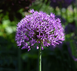 Ornamental Lily, Giant Lily
