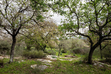 tree in the field, Oak forest near Alonim, Israel