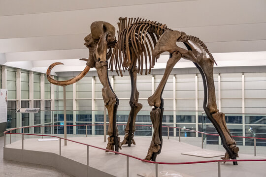 View from behind of the fossilized woolly mammoth skeleton with its large tusks. Museum of Human Evolution, Burgos, Castilla y Le&oacute;n, Spain.