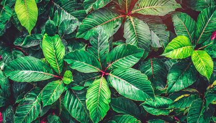 Tropical leaves texture,Abstract nature leaf green texture background,picture can used wallpaper desktop - obrazy, fototapety, plakaty