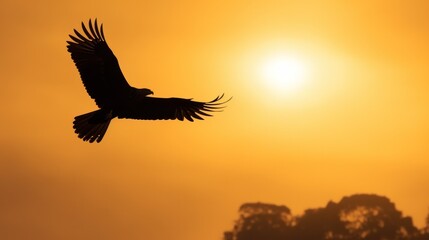 Silhouette of eagle on sunset sky.