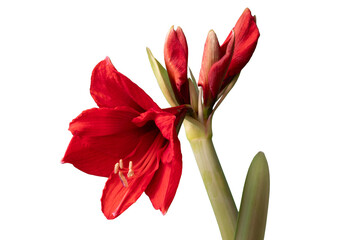 Amaryllis flower with a few buds isolated on a transparent background, isolated closeup. png 