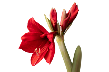 Amaryllis flower with a few buds isolated on a transparent background, isolated closeup. png 