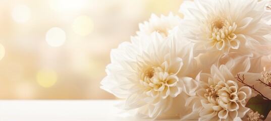 White chrysanthemum on magical bokeh background, with ample text space on the left side