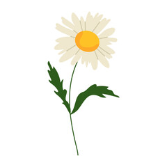 daisy isolated on white