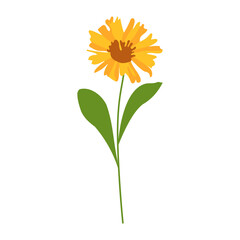 yellow flower isolated on white background