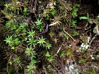 green moss on an old tree at rain season