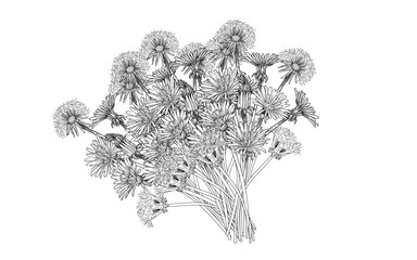 Dandelion flower bouquet hand drawn sketch for drawing book vector illustration isolated on white background