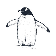 Penguin vector illustration. 