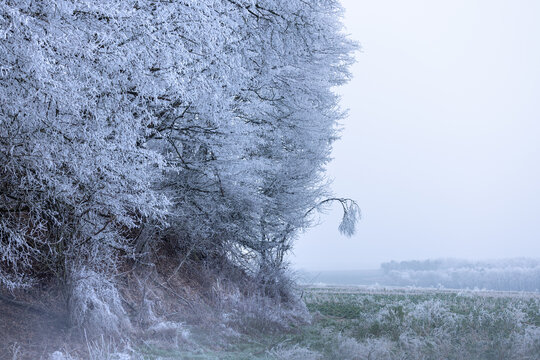 image montrant la campagne en hiver avec les arbres gelés tout blancs. Il fait froid et il y a du brouillard