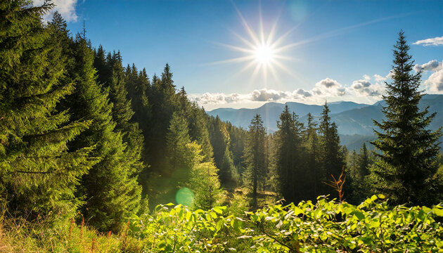 Wald Panorama mit Sonnenstrahlen