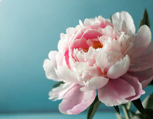 Wedding, birthday, anniversary bouquet. Pink peony flower on blue background. Copy space. Trendy pastel floral composition. Woman day, Mother_s day. Macro of peonies flowers