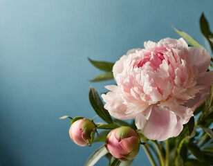 Wedding, birthday, anniversary bouquet. Pink peony flower on blue background. Copy space. Trendy pastel floral composition