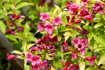 The blooming Weigela flowers.