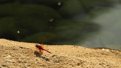 Trithemis aurora (Crimson Marsh Glider, Crimson Dropwing, Dawn Dropwing) dragonfly with red violet tint, wings flat out, on rock with greenish water background