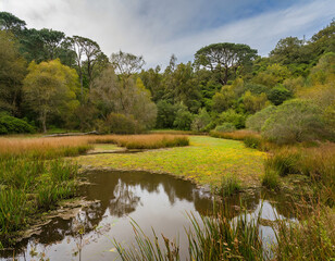 Fototapeta na wymiar Woodlands and wetlands at golden gate nature park, early autumn