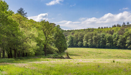 Woodlands on a pasture at the exit of the forest