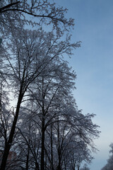 Fototapeta na wymiar Fluffy snow on the trees