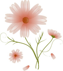 chöne Cosmea Blume rosa Blüten Illustration