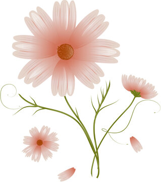 ch&ouml;ne Cosmea Blume rosa Bl&uuml;ten Illustration