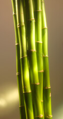 Asia Bambus, Bambus, grüner Bambus, Bund, isoliert, Bündel,