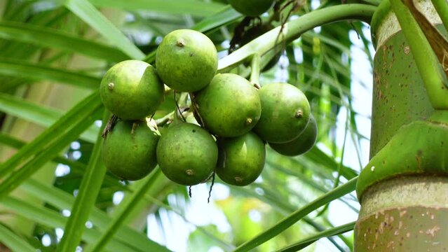 Green ripe betel nuts hanging on the tree. Areca fruits on a tree.