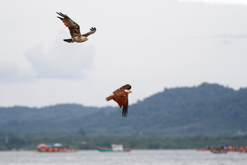 Red eagle fly on the sky in nature at thailand