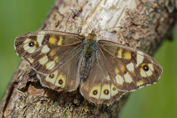 Speckled wood butterfly sitting on a branch