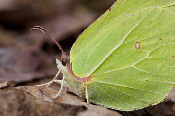 Common brimstone butterfly sitting on a withered leaf