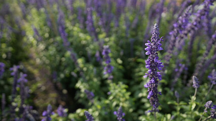 Fototapeta premium Blue Salvia in the flower field